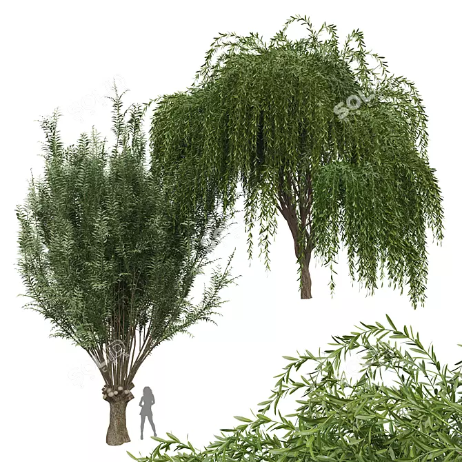Elegant Weeping Willow 3D Model 3D model image 5