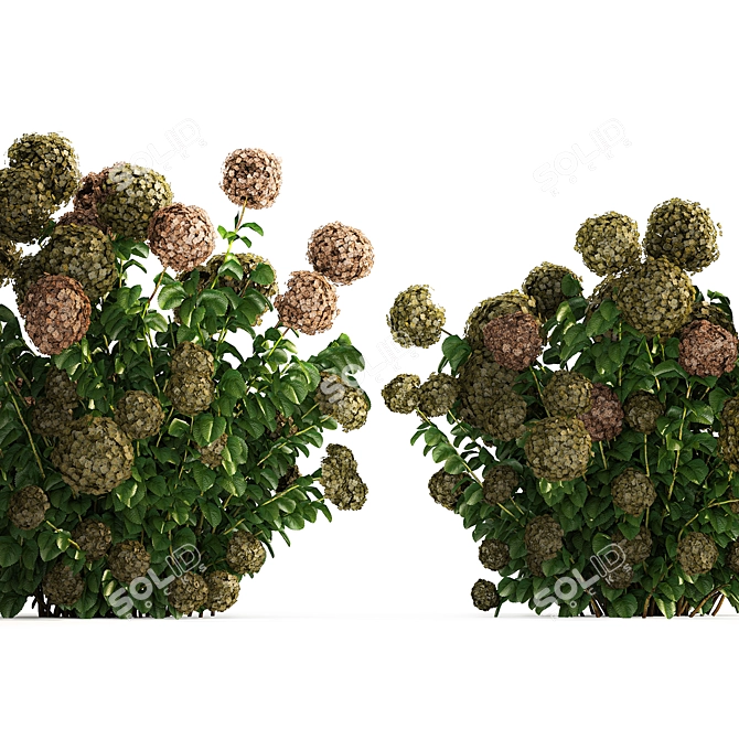 Green Hydrangea Collection for Landscaping 3D model image 3