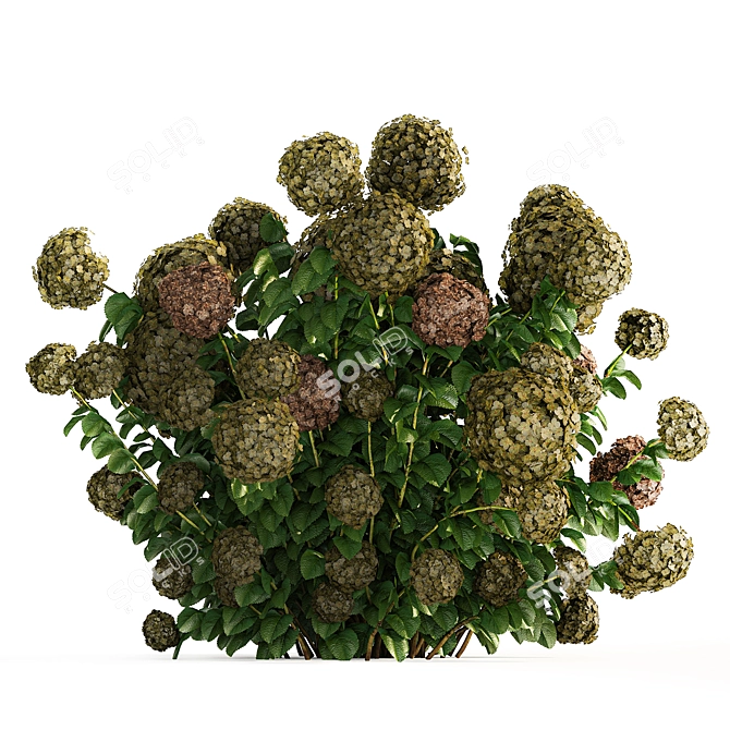 Green Hydrangea Collection for Landscaping 3D model image 4