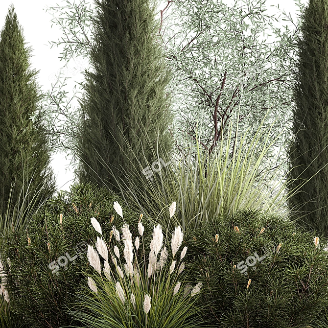 Evergreen Ornamental Plant Collection 3D model image 3