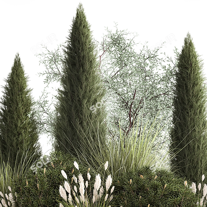 Evergreen Ornamental Plant Collection 3D model image 4