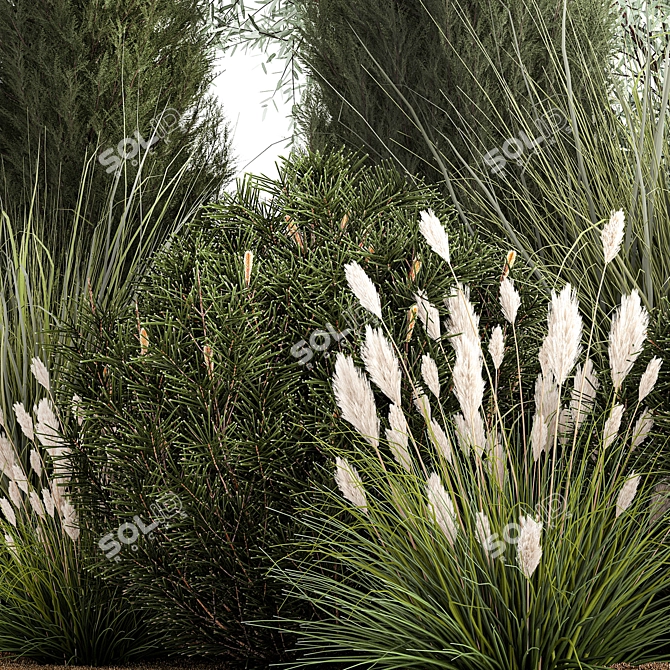 Evergreen Ornamental Plant Collection 3D model image 6