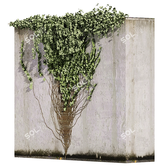 Premium Ivy Outdoor Plant Model 3D model image 2