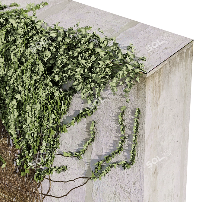 Premium Ivy Outdoor Plant Model 3D model image 6