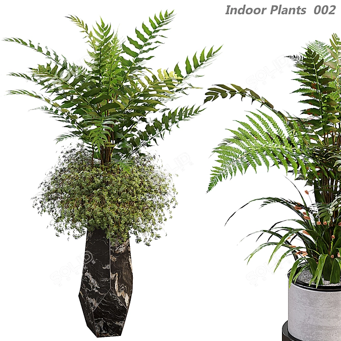 Fern Indoor Plants 3D Model 3D model image 1