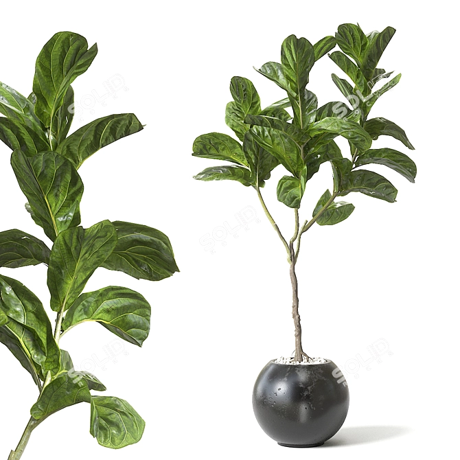 Trendy Fiddle Leaf Fig Plant 3D model image 1