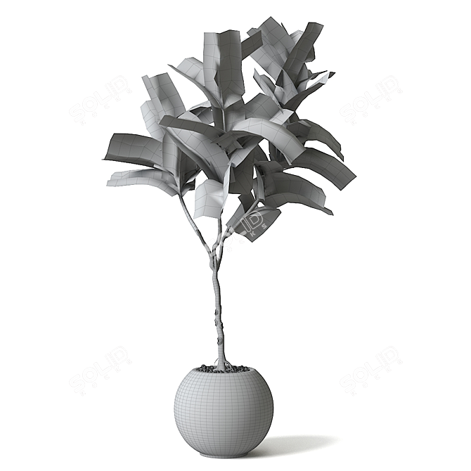 Trendy Fiddle Leaf Fig Plant 3D model image 2