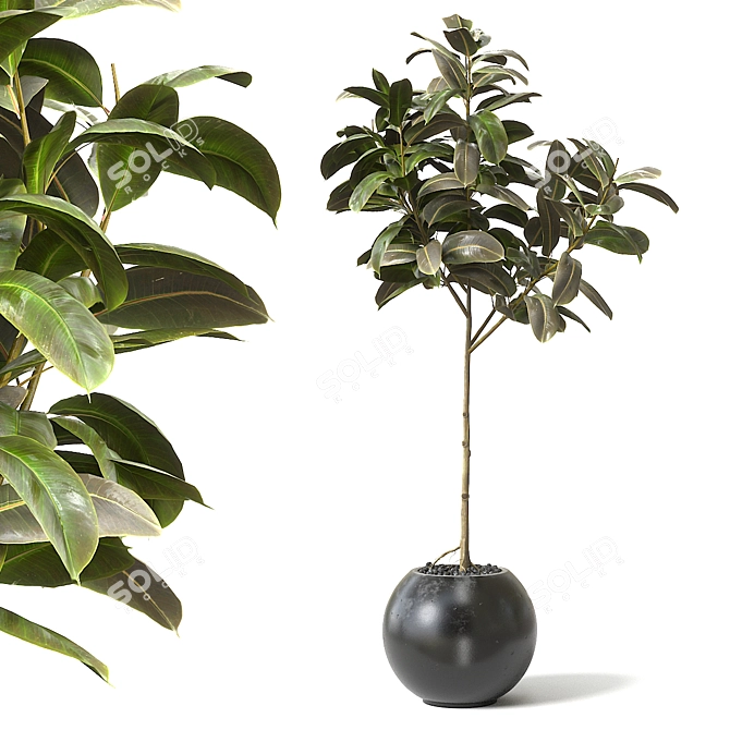 Natural Rubber Tree Decor 3D model image 1