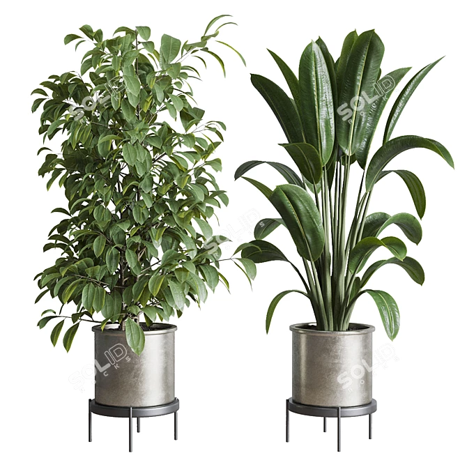 Multifarious Indoor Plant Set 3D model image 6