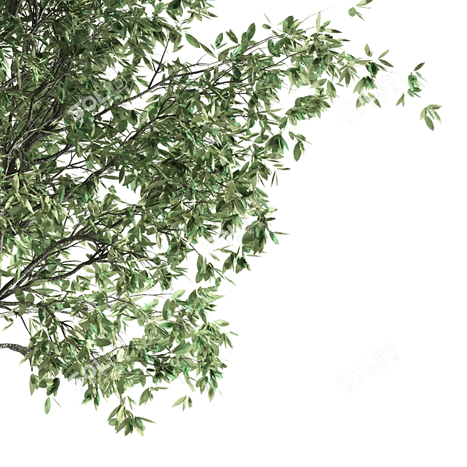 Mediterranean Olive Tree Set 3D model image 3