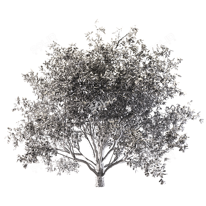 Mediterranean Olive Tree Set 3D model image 4