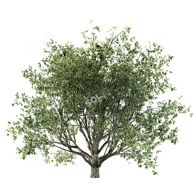 Mediterranean Olive Tree Set 3D model image 5