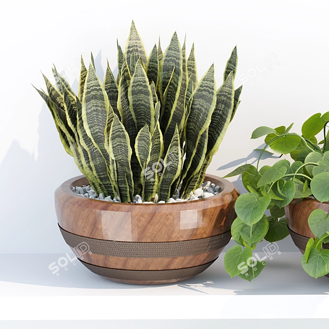 PBR Indoor Plant Shelf Collection 3D model image 4