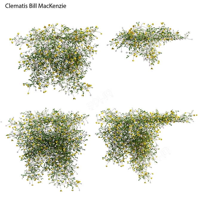 3D Clematis Plant Models - Growth Varieties 3D model image 2