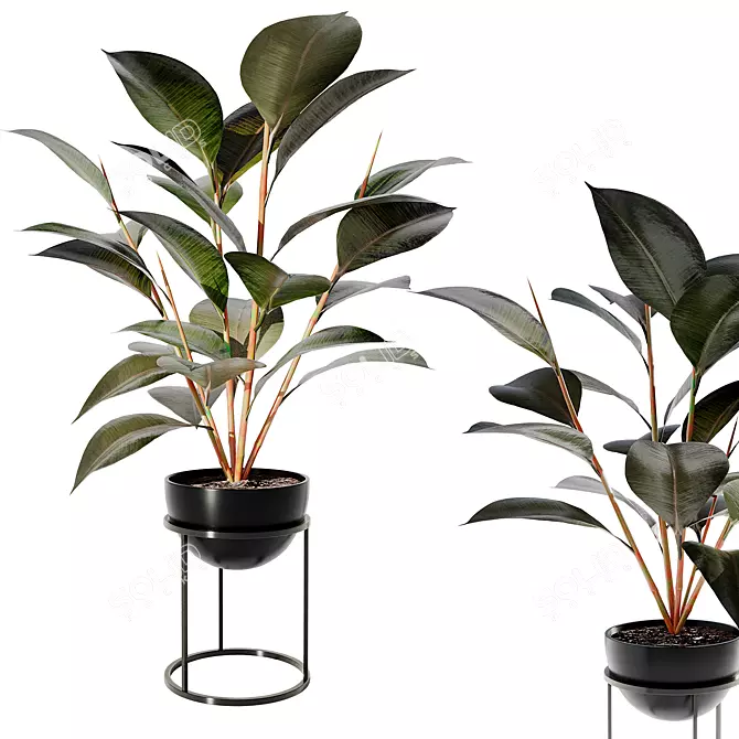 Rubber Ficus Plantacle 3D model image 1