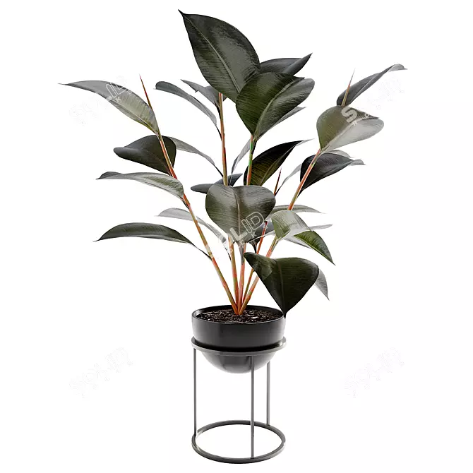 Rubber Ficus Plantacle 3D model image 2