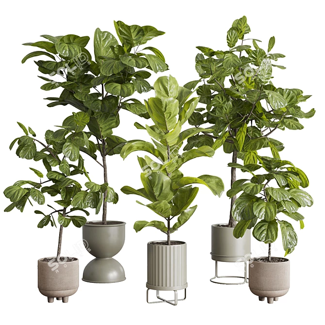 Ficus Lyrata Set in Concrete 3D model image 1