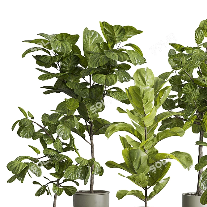 Ficus Lyrata Set in Concrete 3D model image 2