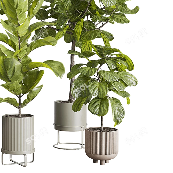 Ficus Lyrata Set in Concrete 3D model image 4