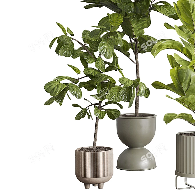 Ficus Lyrata Set in Concrete 3D model image 5