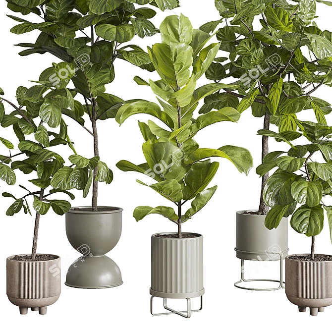 Ficus Lyrata Set in Concrete 3D model image 6