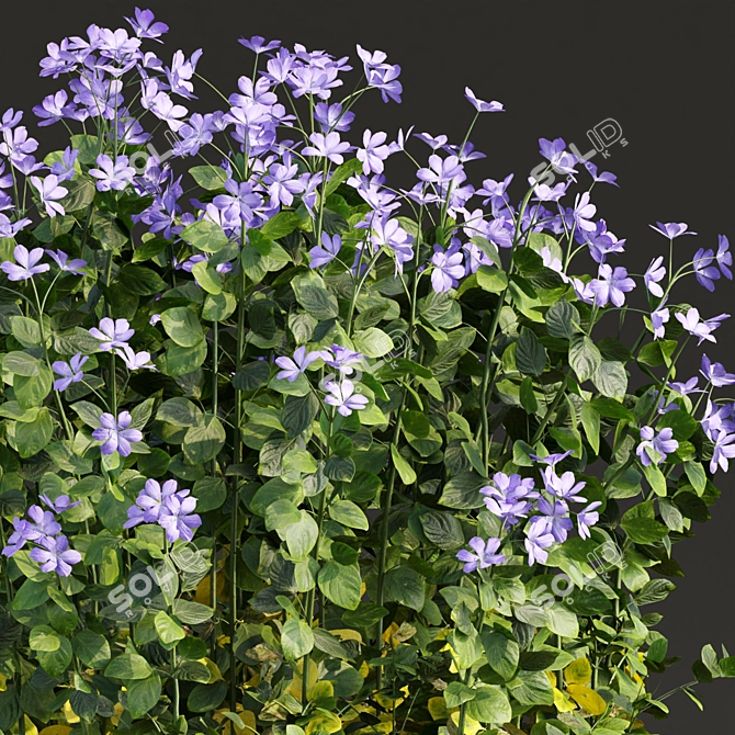 Periwinkle Floral Plants Collection 3D model image 3