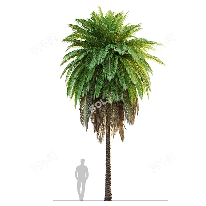 Tropical Tree Set 3D Models 3D model image 2