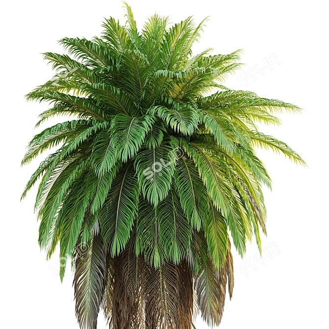 Tropical Tree Set 3D Models 3D model image 3