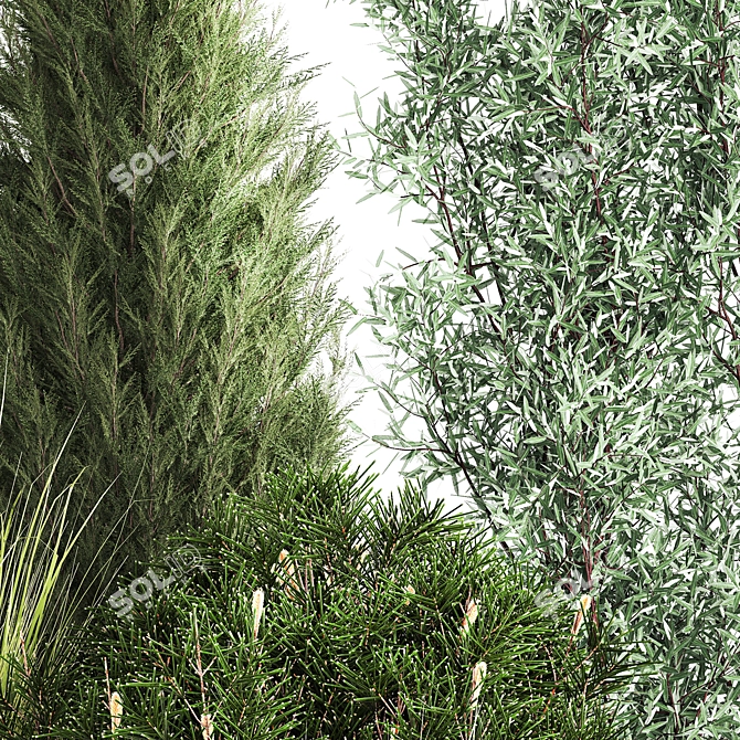 Evergreen Landscape Plant Collection 3D model image 5