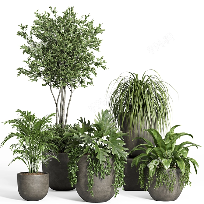 Modern Indoor Plant Set with Dark Concrete Pot 3D model image 1