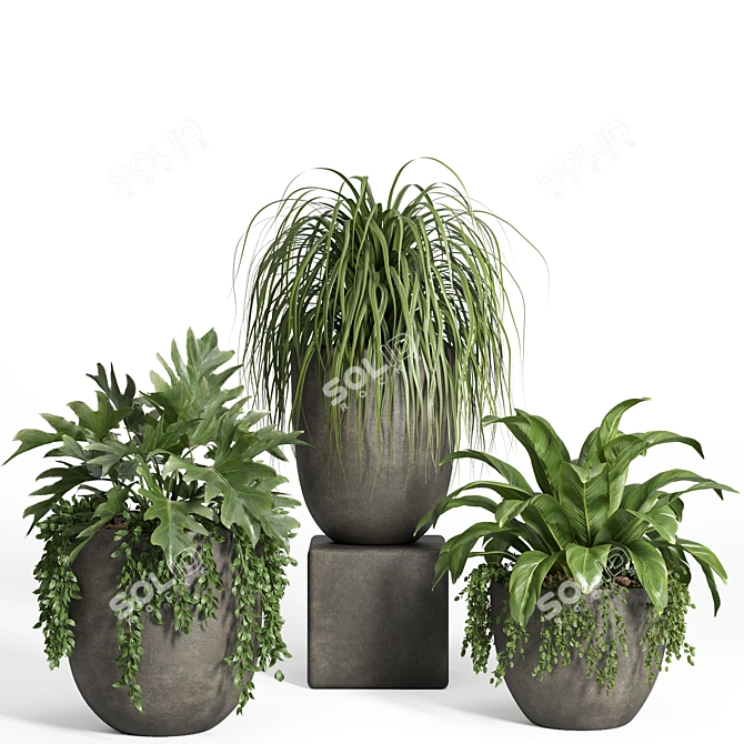 Modern Indoor Plant Set with Dark Concrete Pot 3D model image 2