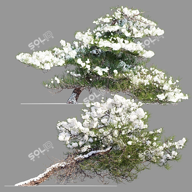 Winter Pine Duo Set, 2m 3D model image 2