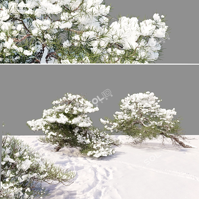 Winter Pine Duo Set, 2m 3D model image 3