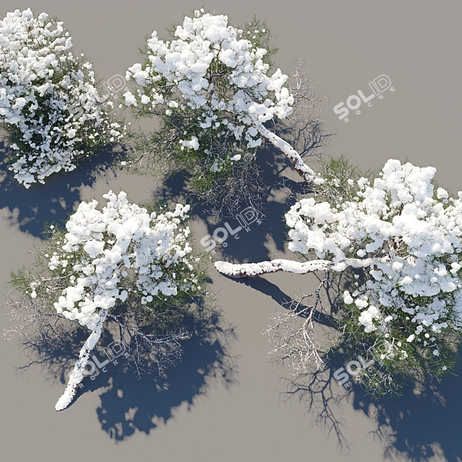 Winter Pine Duo Set, 2m 3D model image 5