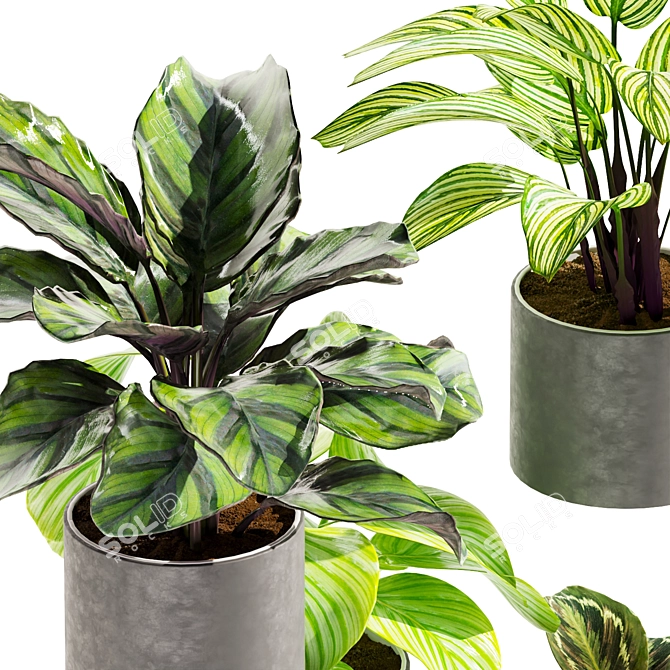 Modern Calathea Leaf Indoor Plant 3D model image 2