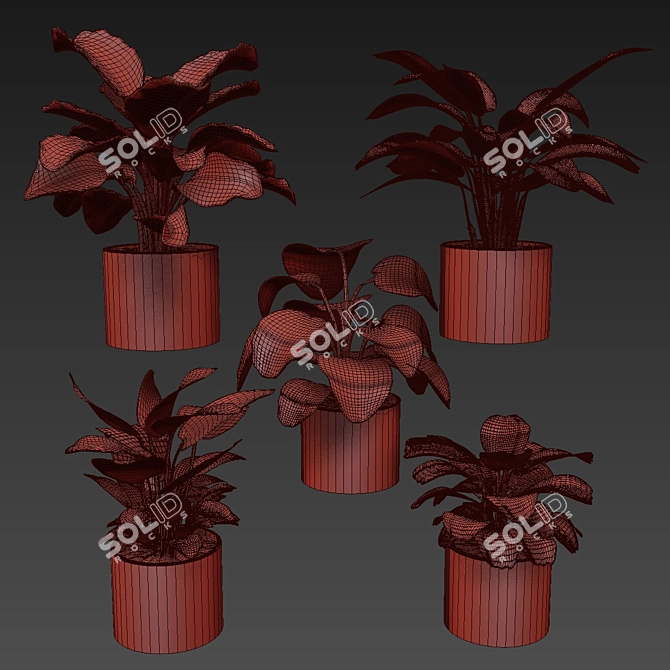 Modern Calathea Leaf Indoor Plant 3D model image 6