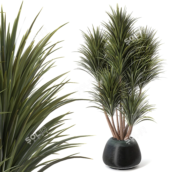 Natural Yucca Plant Decor 3D model image 1