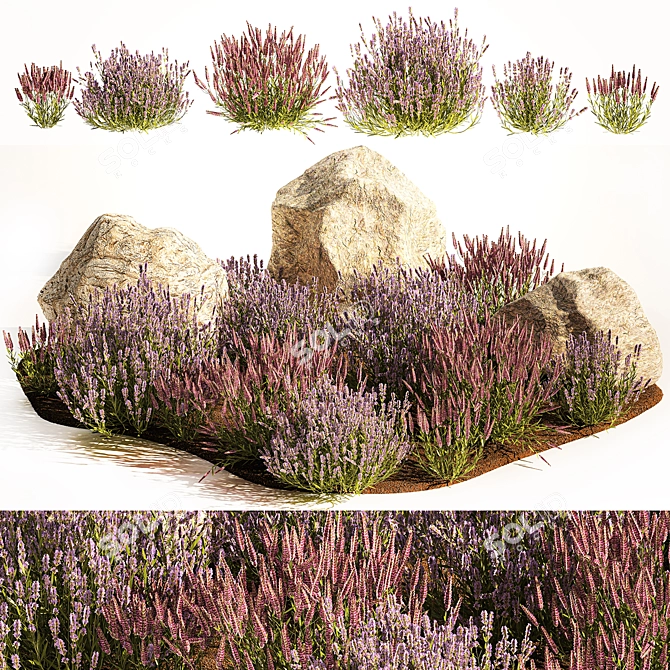 Lavender Bush Collection for Landscaping 3D model image 1