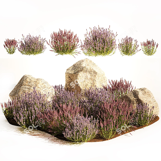 Lavender Bush Collection for Landscaping 3D model image 5