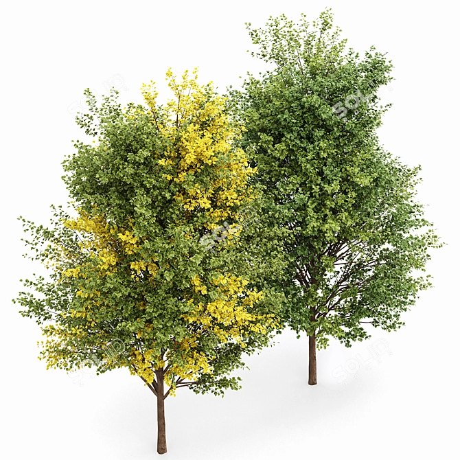 Lush 3D Tree Models Bundle 3D model image 4