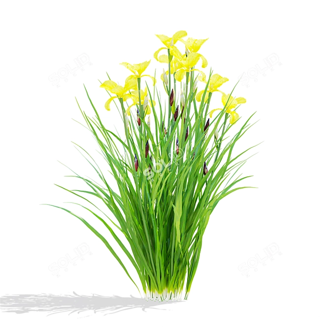 Siberian Iris Flower Collection | 3D Models 3D model image 4