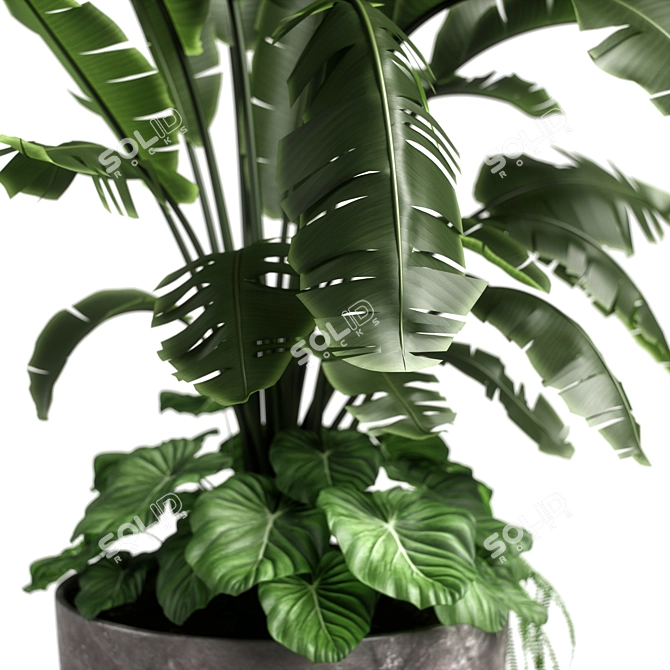 Versatile Combo Plant Models Pack 3D model image 6