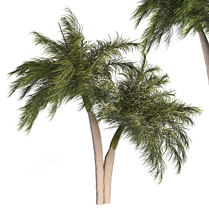 Tropical Palm Tree 3D Model 3D model image 1