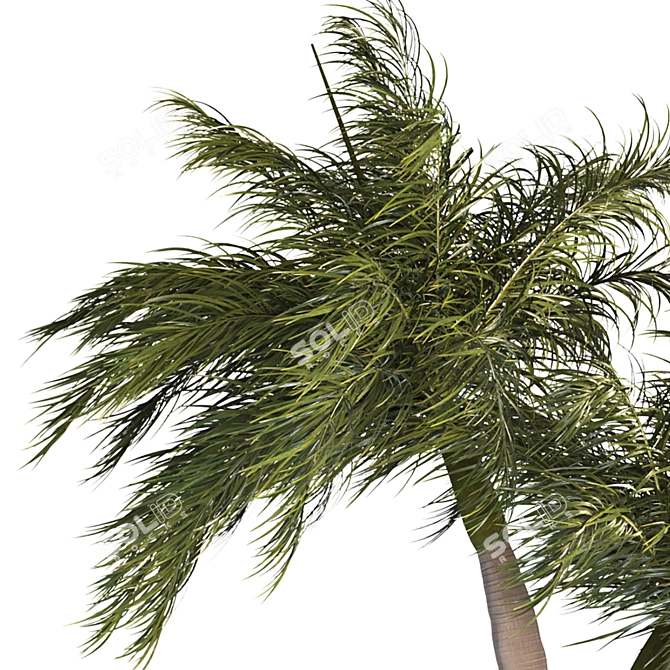 Tropical Palm Tree 3D Model 3D model image 4