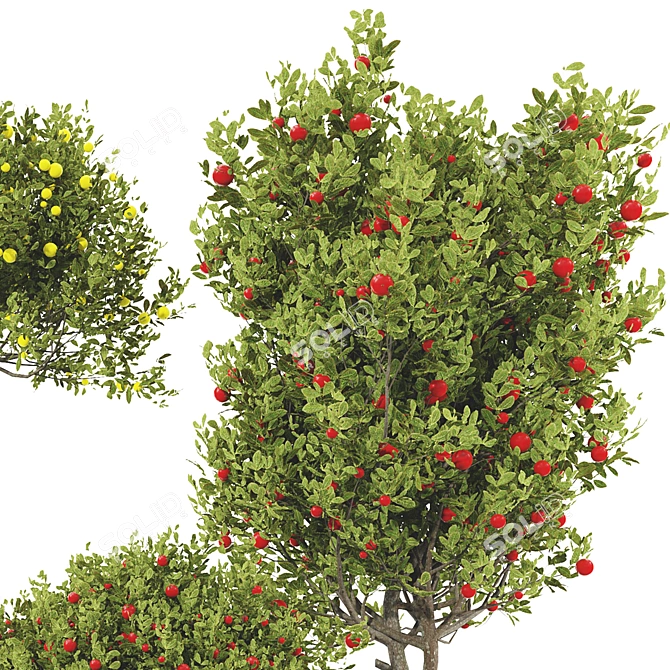 Fruit Tree Plant Collection Set 3D model image 10