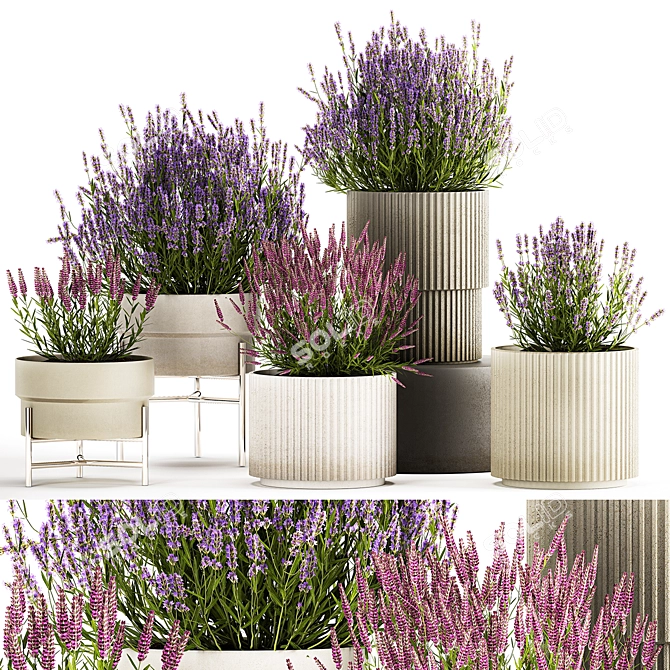 Lavender Collection for Urban Landscaping 3D model image 1