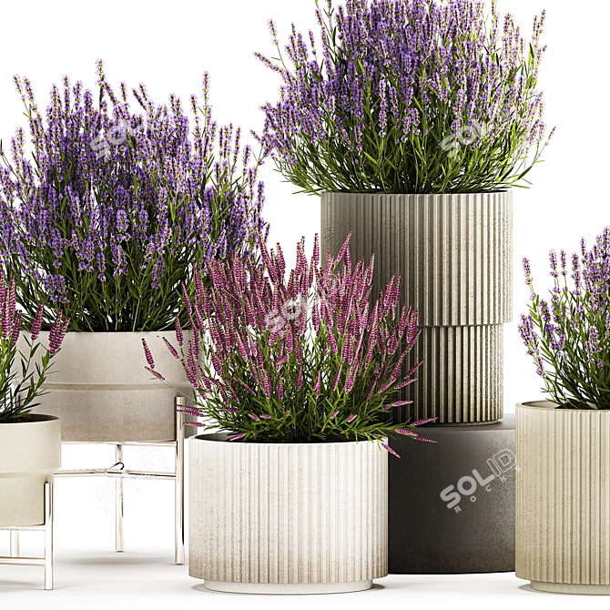 Lavender Collection for Urban Landscaping 3D model image 3