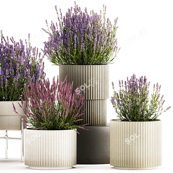 Lavender Collection for Urban Landscaping 3D model image 4