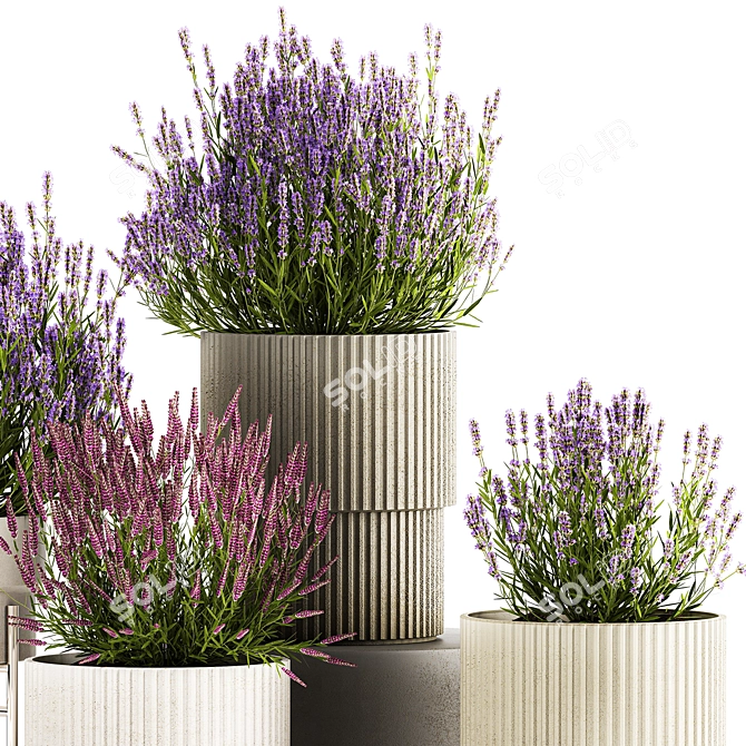 Lavender Collection for Urban Landscaping 3D model image 5