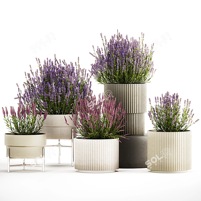 Lavender Collection for Urban Landscaping 3D model image 6